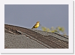 keltavastarakki Yellow Wagtail * 800 x 558 * (330KB)
